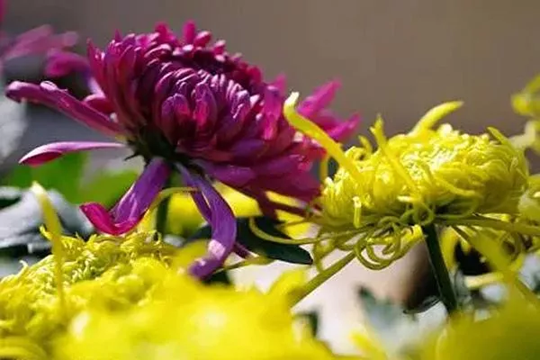 2021年長(cháng)沙菊花展在哪舉辦 岳麓山值得一看