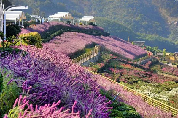 新津花舞人間<a href='http://wereld-sieraden.com/' target=_blank>旅游攻略</a> 附門票價格及交通指南